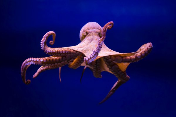 Kraken зеркало стор